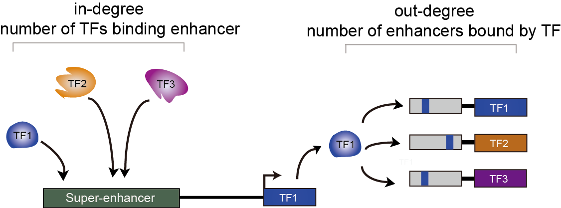 Degree of TFs